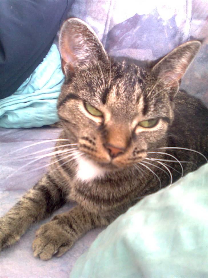 Blanding af racer Tumle(R.I.P) 08/11-2009 - NYT...  billede 18