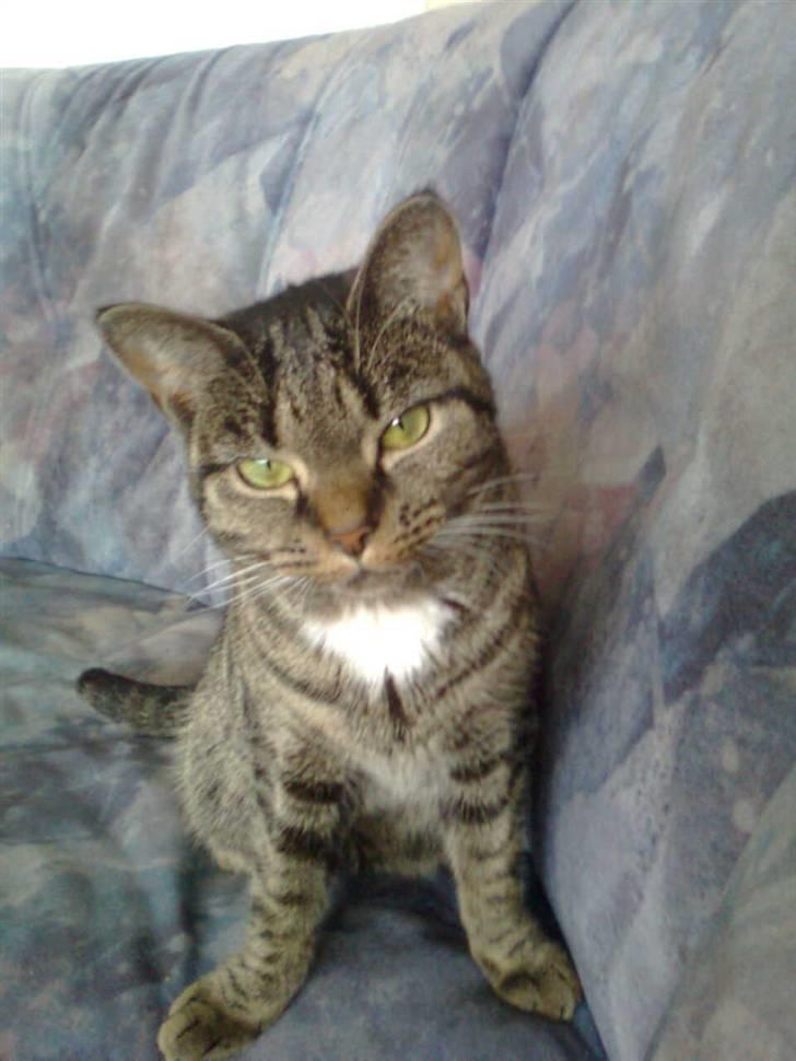 Blanding af racer Tumle(R.I.P) 08/11-2009 billede 19