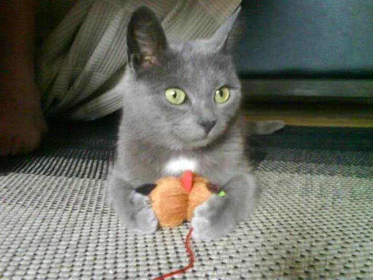 Huskat Gråmis (Mus) - det´ MIN!!! jeg slipper den ikke!!! billede 9