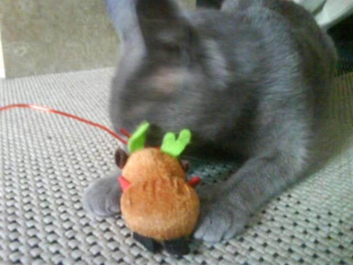 Huskat Gråmis (Mus) - grrrrmmmm... nu skal du få! nu skal du få... sådan at stikke af fra mig... gggrrrfff billede 10