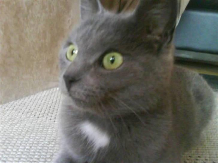 Huskat Gråmis (Mus) - jeg er fuld af fis og ballade... ;) billede 11