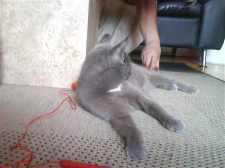 Huskat Gråmis (Mus) billede 12