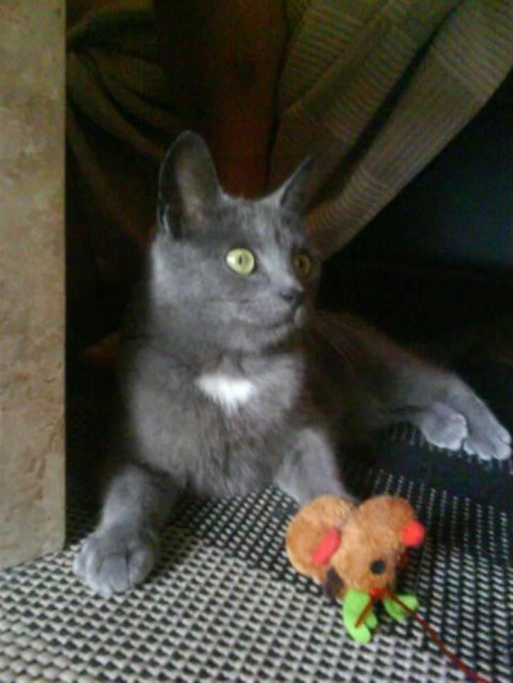 Huskat Gråmis (Mus) billede 13