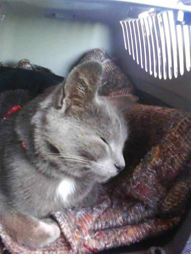 Huskat Gråmis (Mus) - på vej fra sønderjylland til sjælland...  billede 14