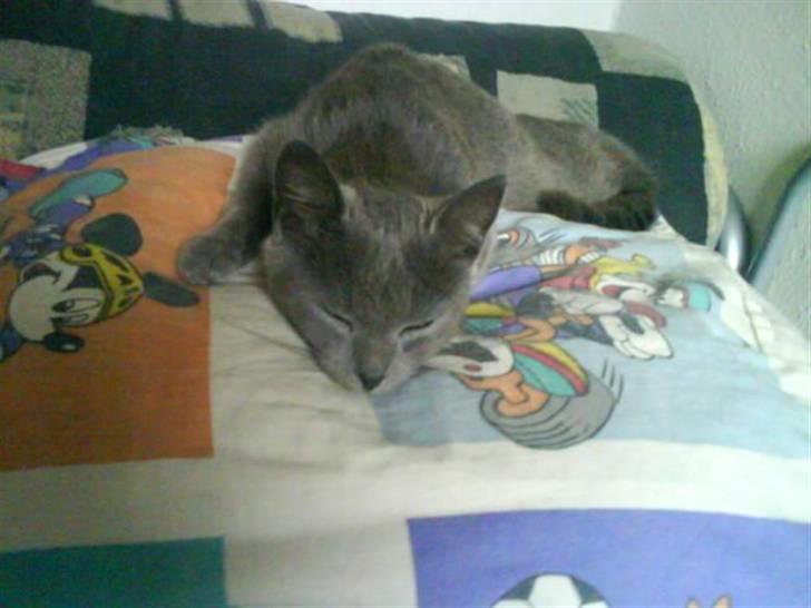 Huskat Gråmis (Mus) billede 15