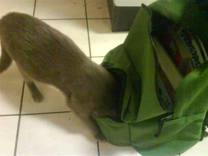 Huskat Gråmis (Mus) - der er noget... jeg kan lugte det... mmmm... whiskas temptations... nam nam billede 16