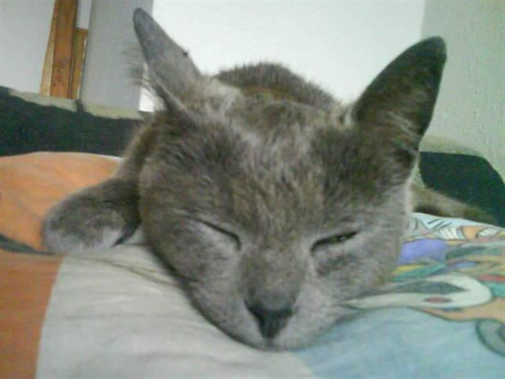 Huskat Gråmis (Mus) billede 17