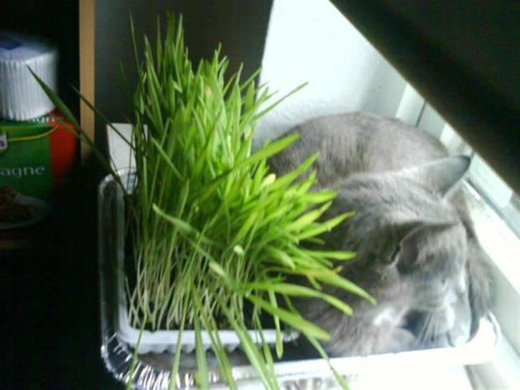 Huskat Gråmis (Mus) - dette er det eneste jeg bruger kattegræsset til... kan ikke forstå at mor har smidt det ud...  ;) billede 18