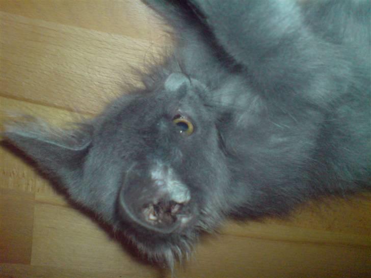 Blanding af racer Sofie billede 1