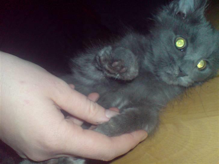 Blanding af racer Sofie billede 2