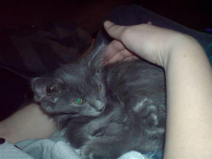 Blanding af racer Sofie billede 3