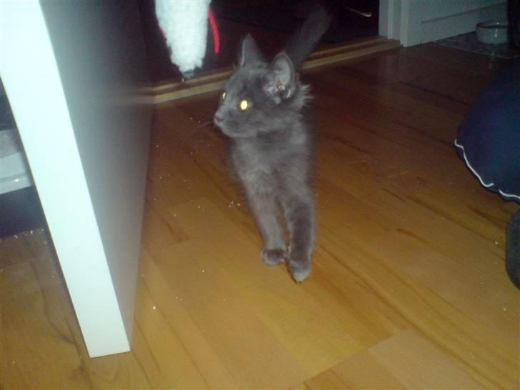 Blanding af racer Sofie billede 4