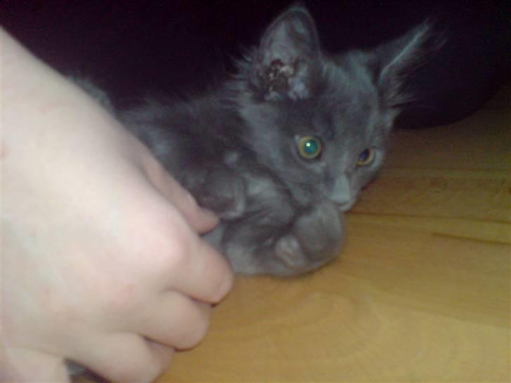 Blanding af racer Sofie billede 5