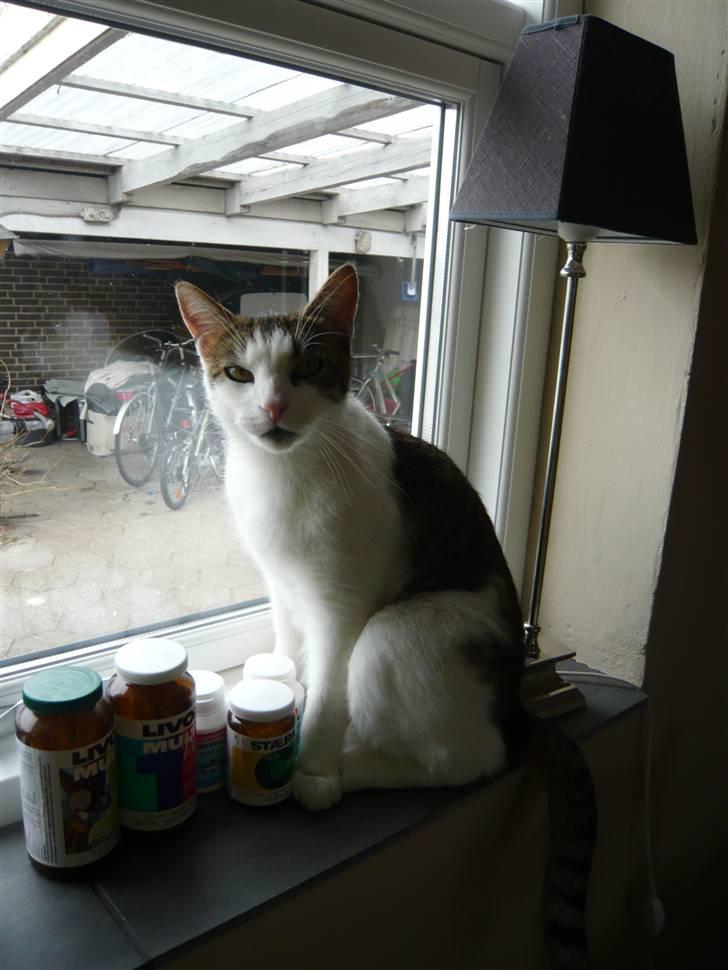 Huskat Buller aka. Muggermis billede 9