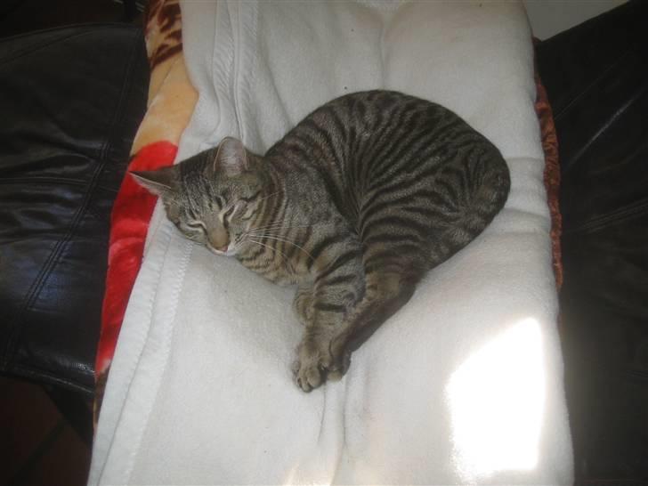 Bengal blanding Tiger Polo - Vi sover lige lidt. Taget: 2/4 -2009 billede 6