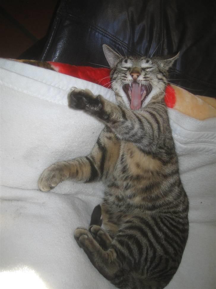 Bengal blanding Tiger Polo - Pas på, jeg er en tiger. Taget: 17/4 -2009 billede 11