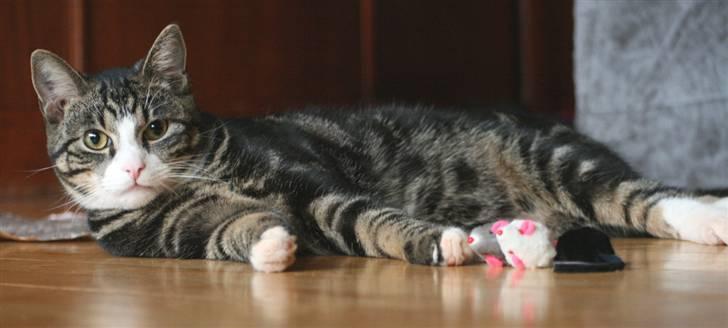 Blanding af racer Pelle - Charmebøf billede 10