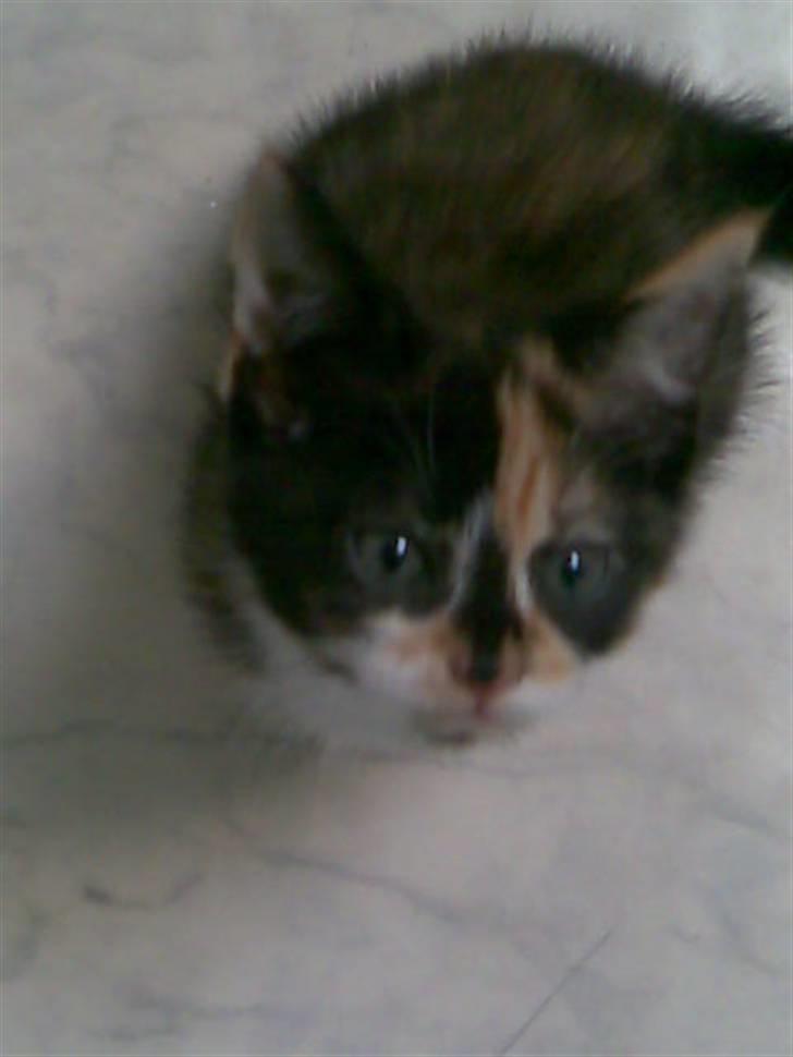 Huskat Baily R.I.P - hej der oppe billede 1