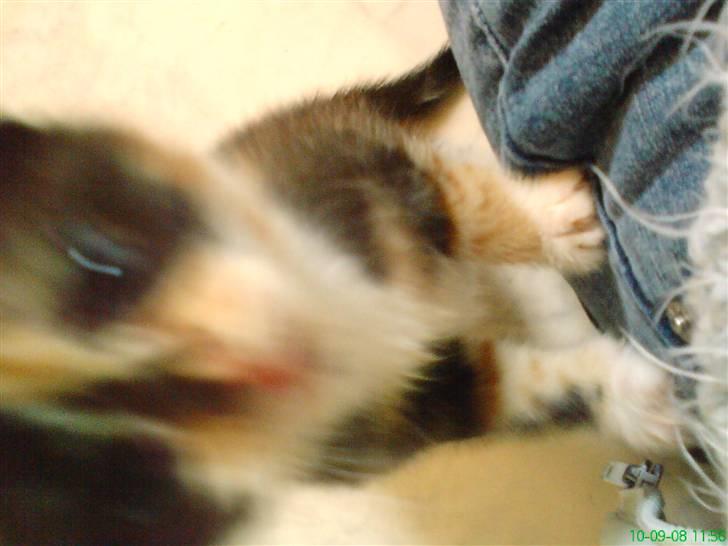 Huskat Baily R.I.P - nu skal du altså også tage et billed af mig billede 2