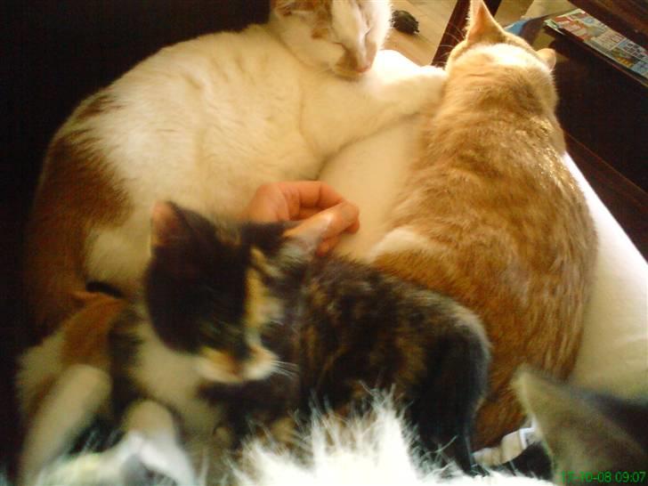 Huskat Baily R.I.P - her ligger jeg så sammen med mine venner billede 3