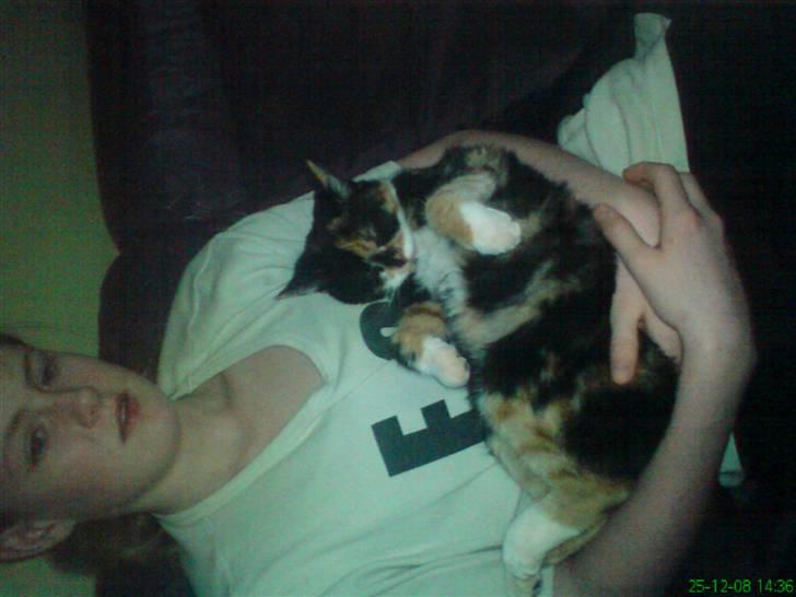 Huskat Baily R.I.P - se jeg er en lille baby billede 4