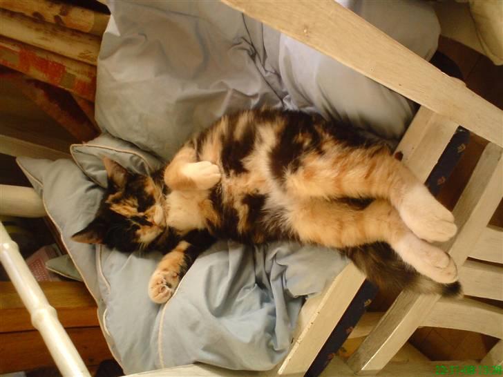 Huskat Baily R.I.P - det er nu godt at sove lidt i stolen billede 5