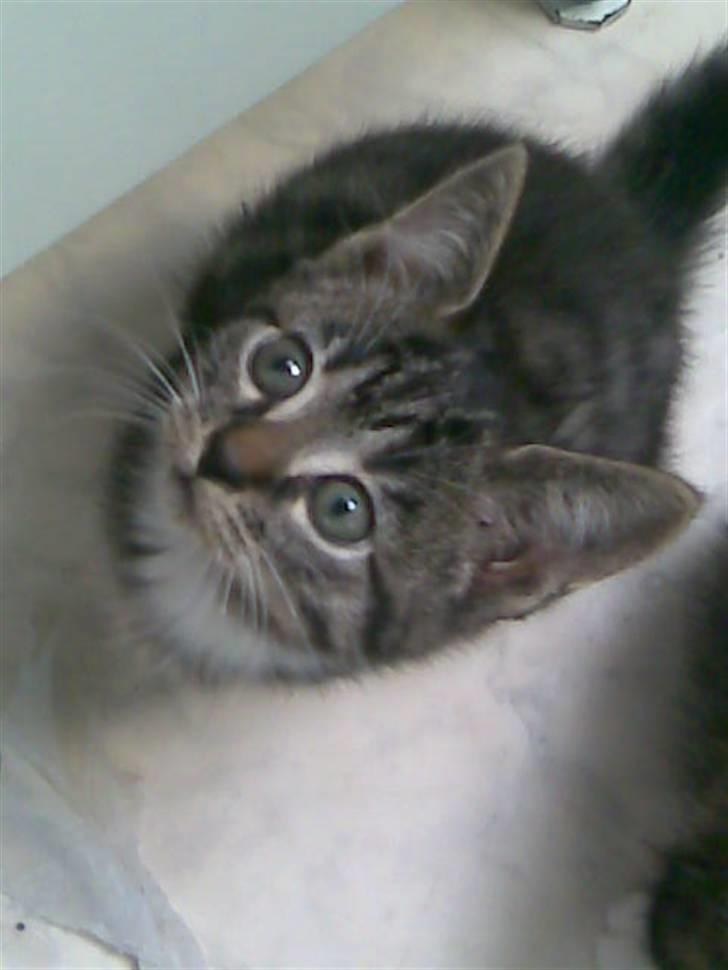 Huskat Sigge i: - hej med dig der oppe :) billede 1