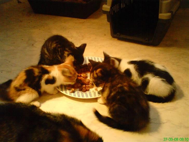 Huskat Sigge i: - det er nu godt at få lidt mad med sine søskene  billede 2