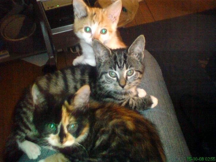 Huskat Sigge i: - hej her ligger jeg med mine søstre billede 3