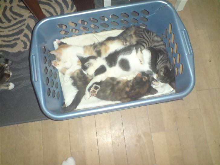 Huskat Sigge i: - her sover vi så i en vasketøjs kurv billede 4