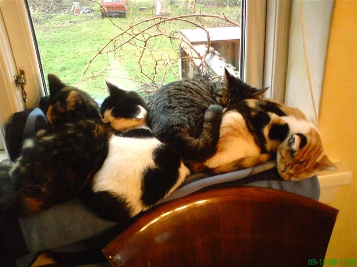 Huskat Sigge i: - her ligger vi på en lille vinduskarm og sover billede 5