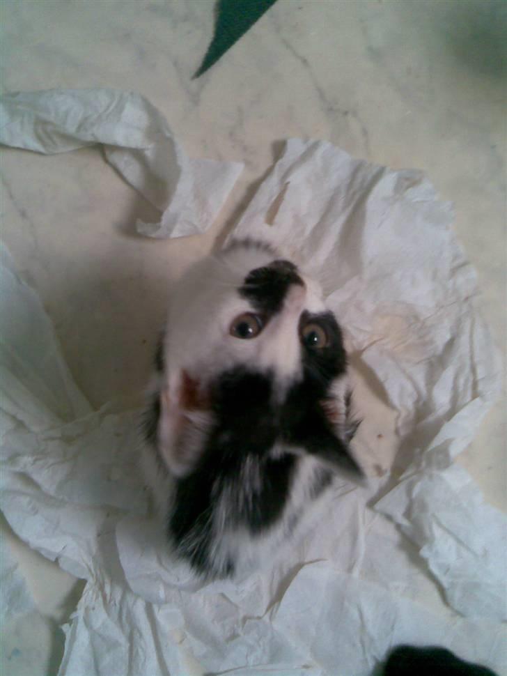 Huskat Lulu - Dulle - hej der oppe billede 1