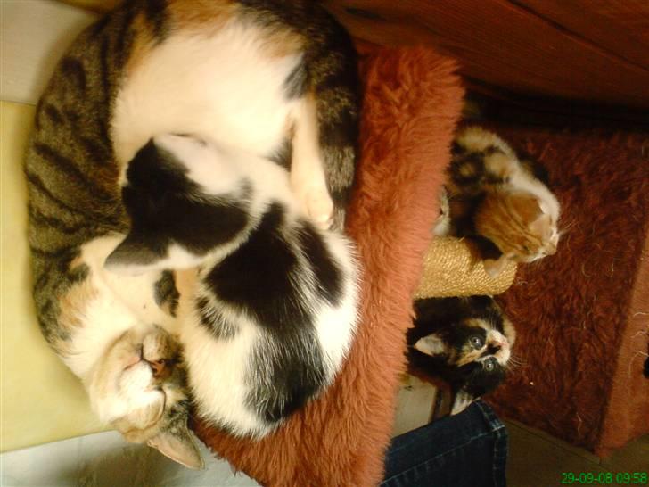 Huskat Lulu - Dulle - her ligger jeg med min mor billede 2