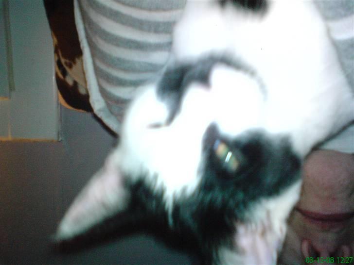 Huskat Lulu - Dulle - hej hi hi :) billede 3