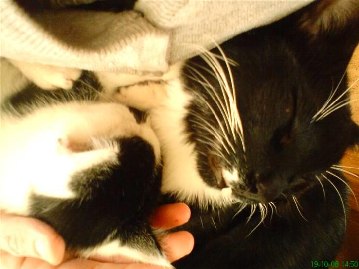 Huskat Lulu - Dulle - her ligger jeg med min halv bror topper billede 4