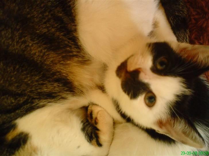 Huskat Lulu - Dulle - hej her ligger jeg igen med min mor :) billede 5