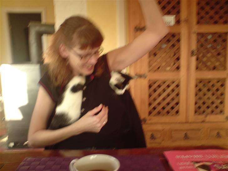 Huskat Lulu - Dulle billede 6