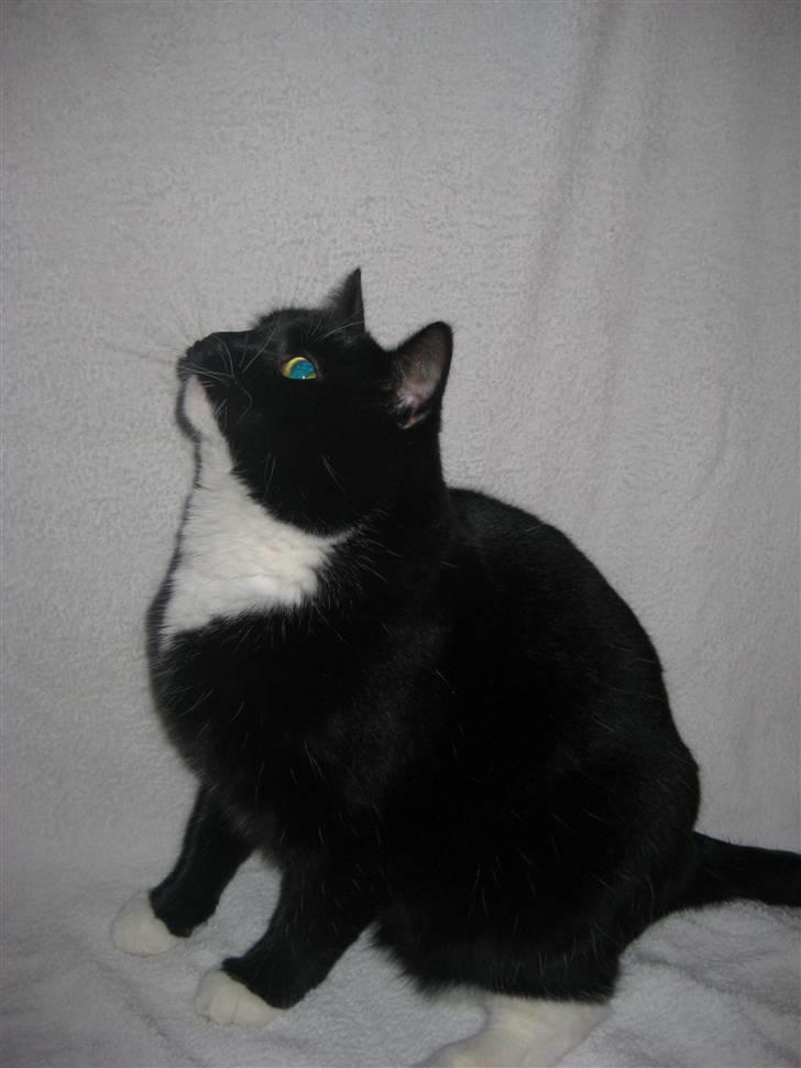 Blanding af racer Olivia - Vi tager lige lidt fotomodel billeder<´3 billede 1