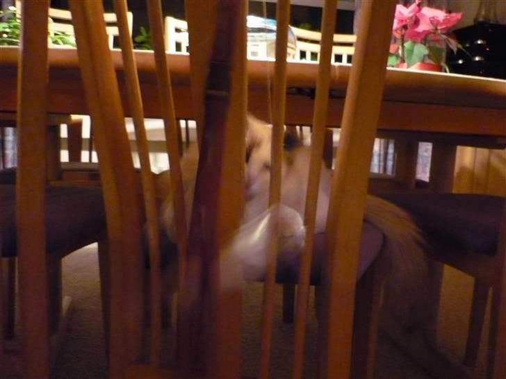 Ragdoll Den maskerede hævner - 8 måneder billede 14