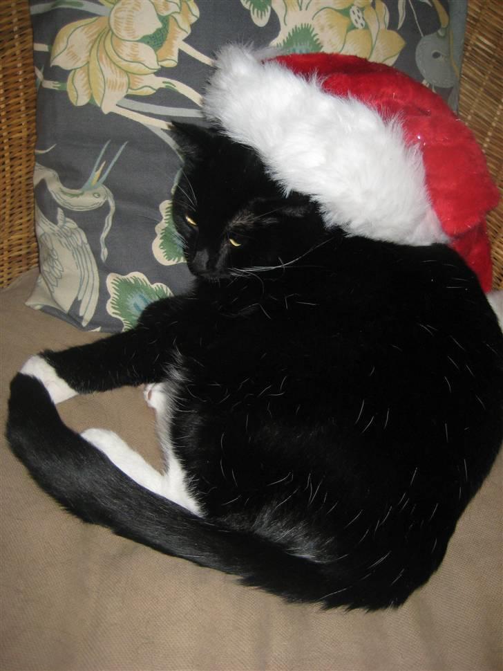 Blanding af racer Olivia - Den FEDE julemis<´3 billede 2