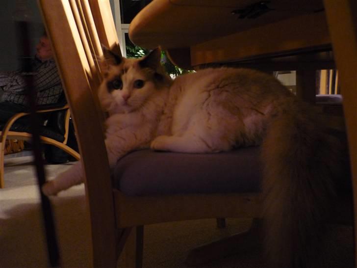 Ragdoll Den maskerede hævner - 8 måneder billede 15