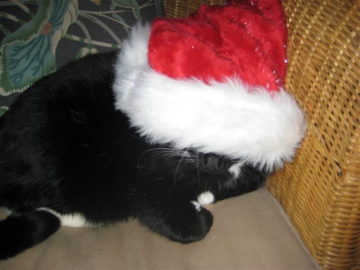 Blanding af racer Olivia - Olivia sover.. billede 3