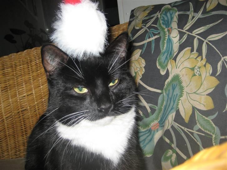 Blanding af racer Olivia - Hmmm.. Har hun opdaget snekuglen ?<´3 billede 4