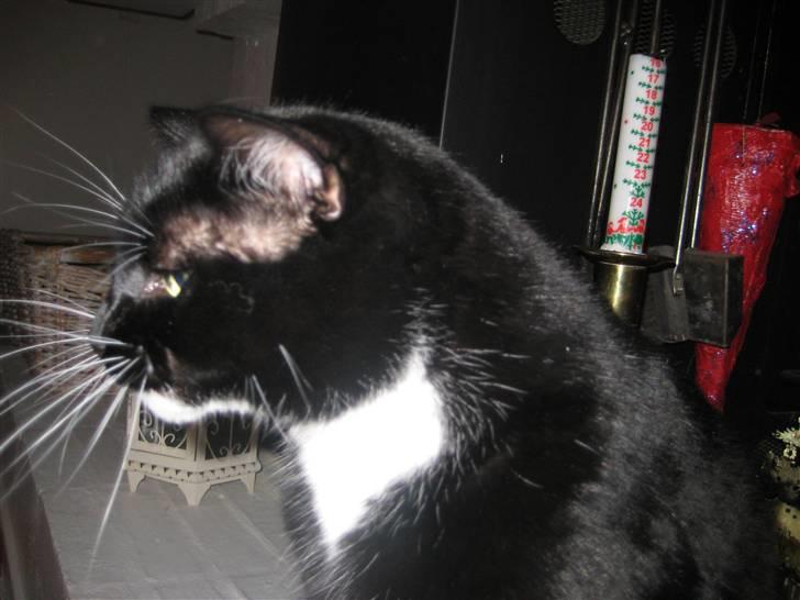 Blanding af racer Olivia - Den smukke mis stræker sin hals<´3 billede 5