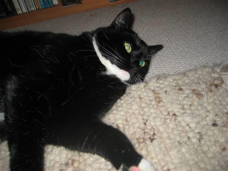 Blanding af racer Olivia - Hvor jeg elsker dig skatter<´3 billede 6