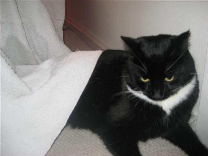 Blanding af racer Olivia - Legede du med håndklædet ? billede 7