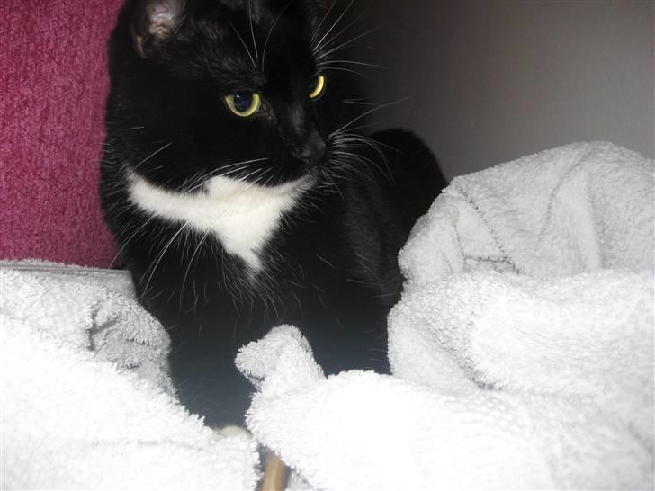 Blanding af racer Olivia - Smukke dukke ;-)  billede 8