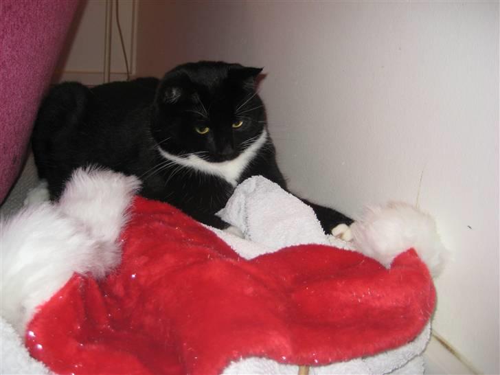 Blanding af racer Olivia - Legning med huen.. billede 9