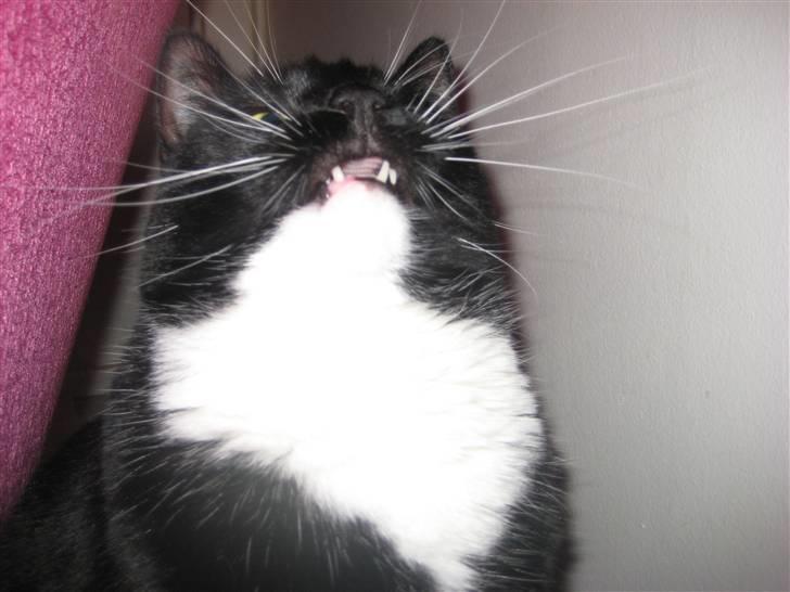 Blanding af racer Olivia - "rrrrrrrrr.." Jeg er en meget faaarlig tigermis billede 10