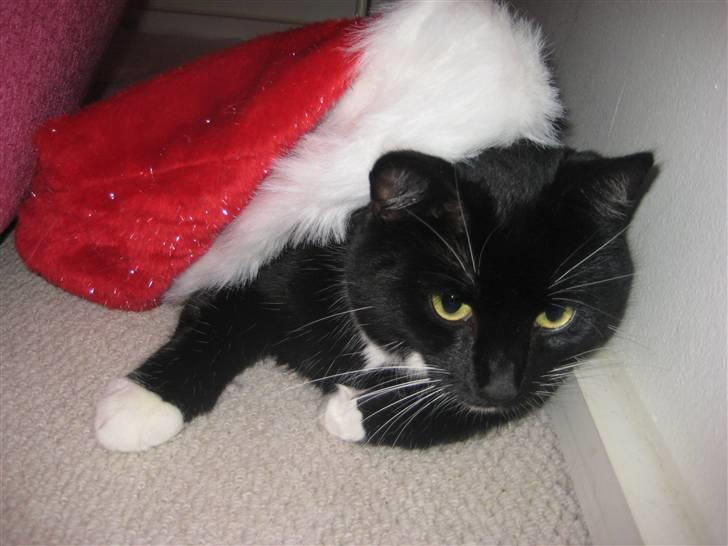 Blanding af racer Olivia - Elsker bare de øjne<´3 billede 12